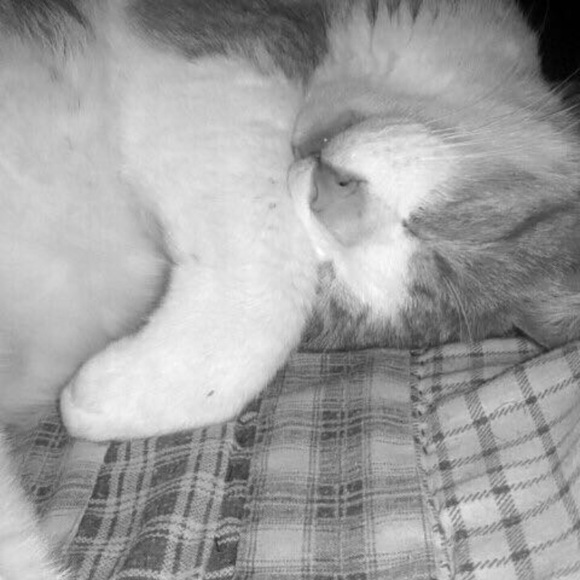 Meet your Posher, Bailey - Picture 1 of 1